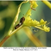 papilio machaon larva2